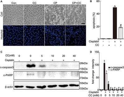 Compound C Protects Against Cisplatin-Induced Nephrotoxicity Through Pleiotropic Effects